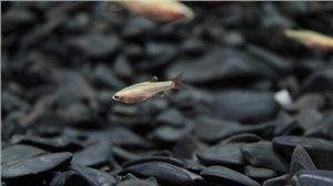 魚苗、魚種培育
